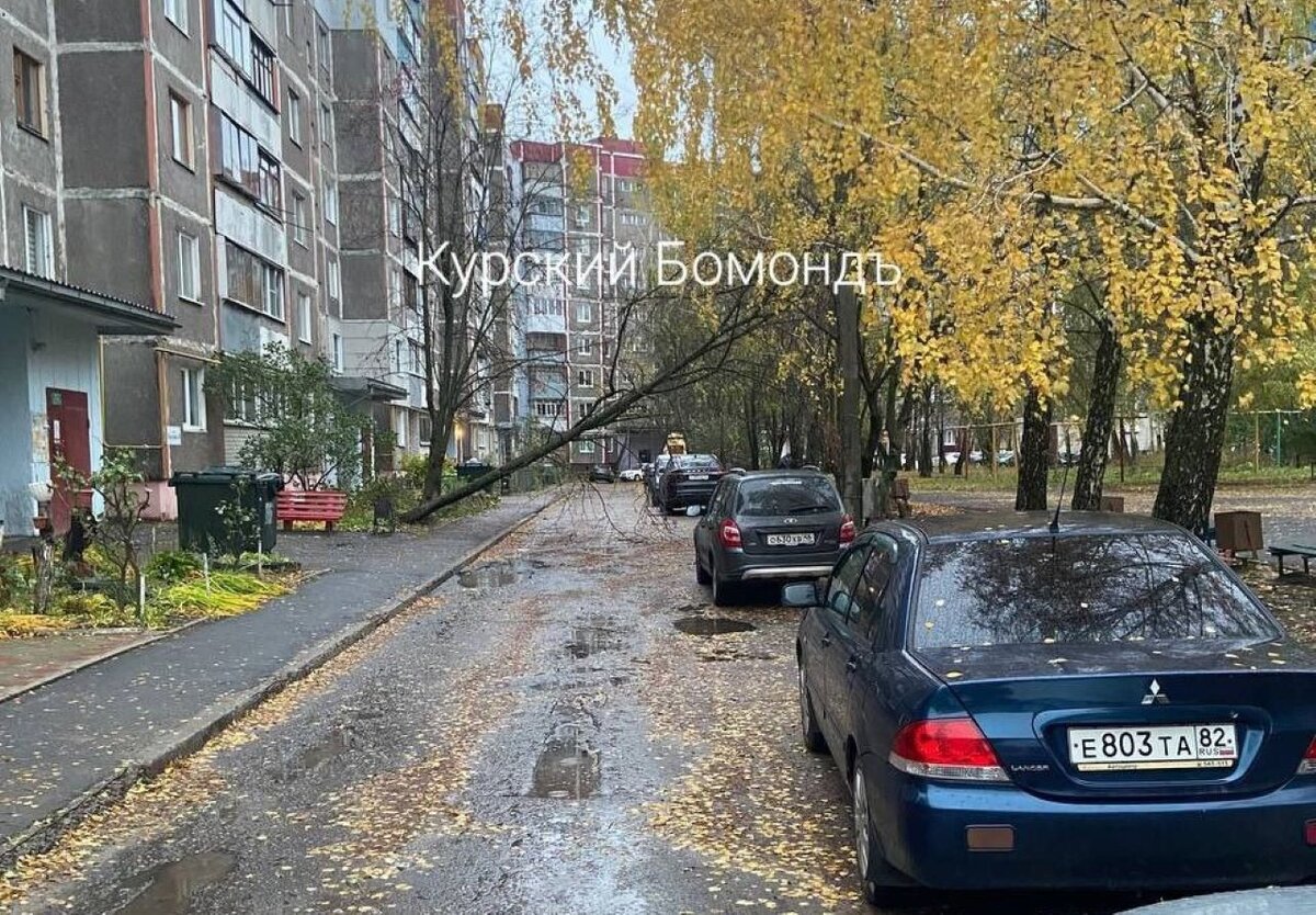    В Курске из-за сильного ветра упало дерево на улице Косухина