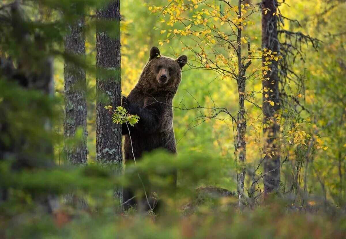 Медведь живет в лесу. 