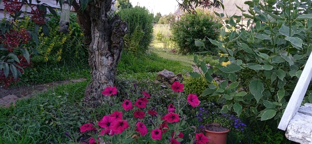 2023 год. Одно и то же место. Петуния здесь в горшке