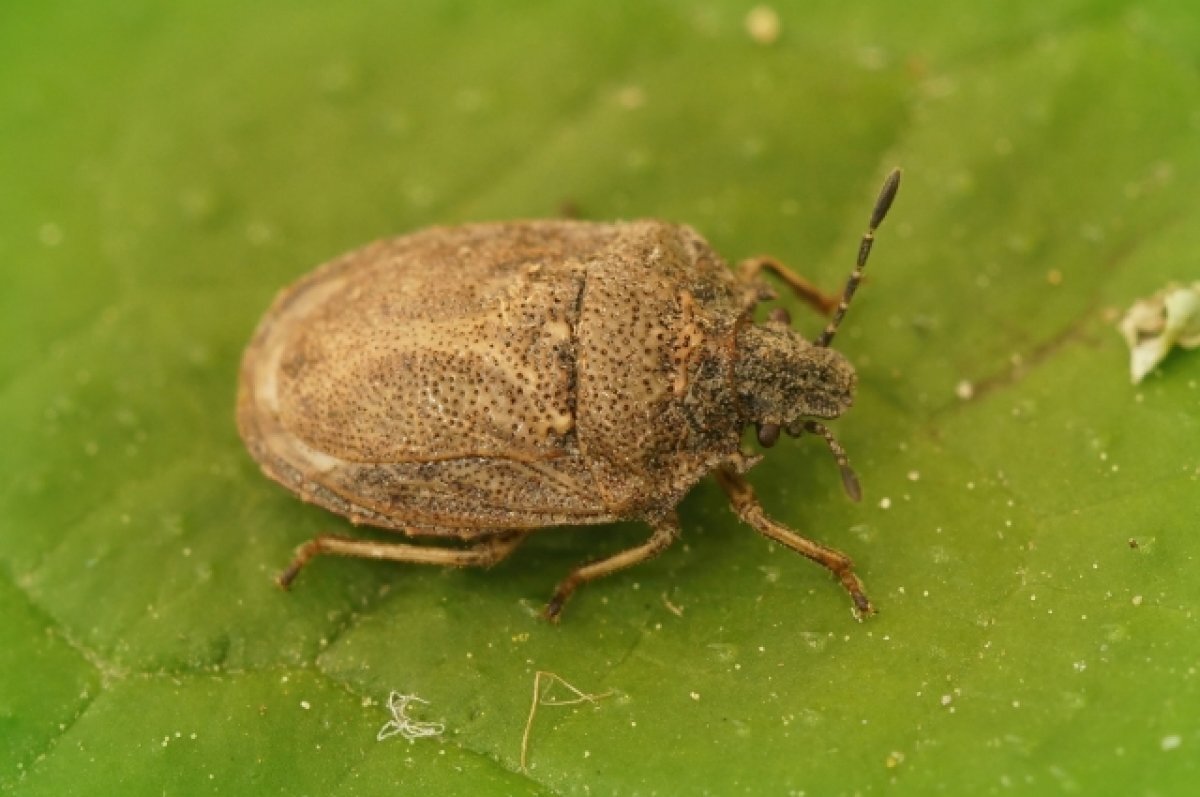    В автобусе в Перми сняли на видео клопов на пассажирском сидении