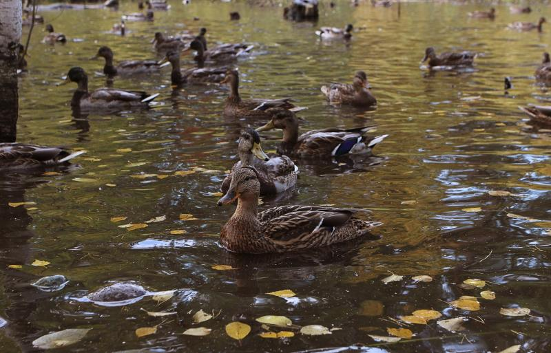утиное озеро в академгородке новосибирск. новосибирская утка. новосибирская утка. уцткив московском зоопарке. вьетнамская утка.