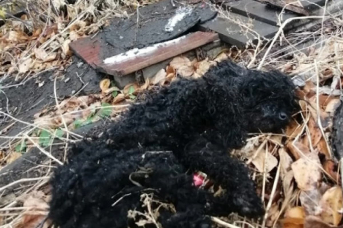    В Первомайском районе Новосибирска нашли пуделя с переломами