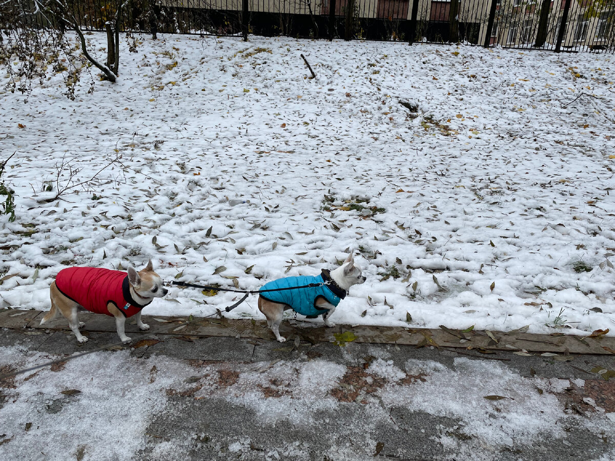 Бьянка в красном, упирается