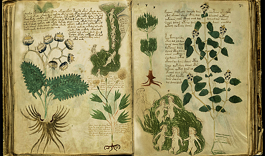 рукопись. неизвестная рукопись. манускрипт войнича иллюстрации. рукопись вильфреда войнича. рукопись войнича.