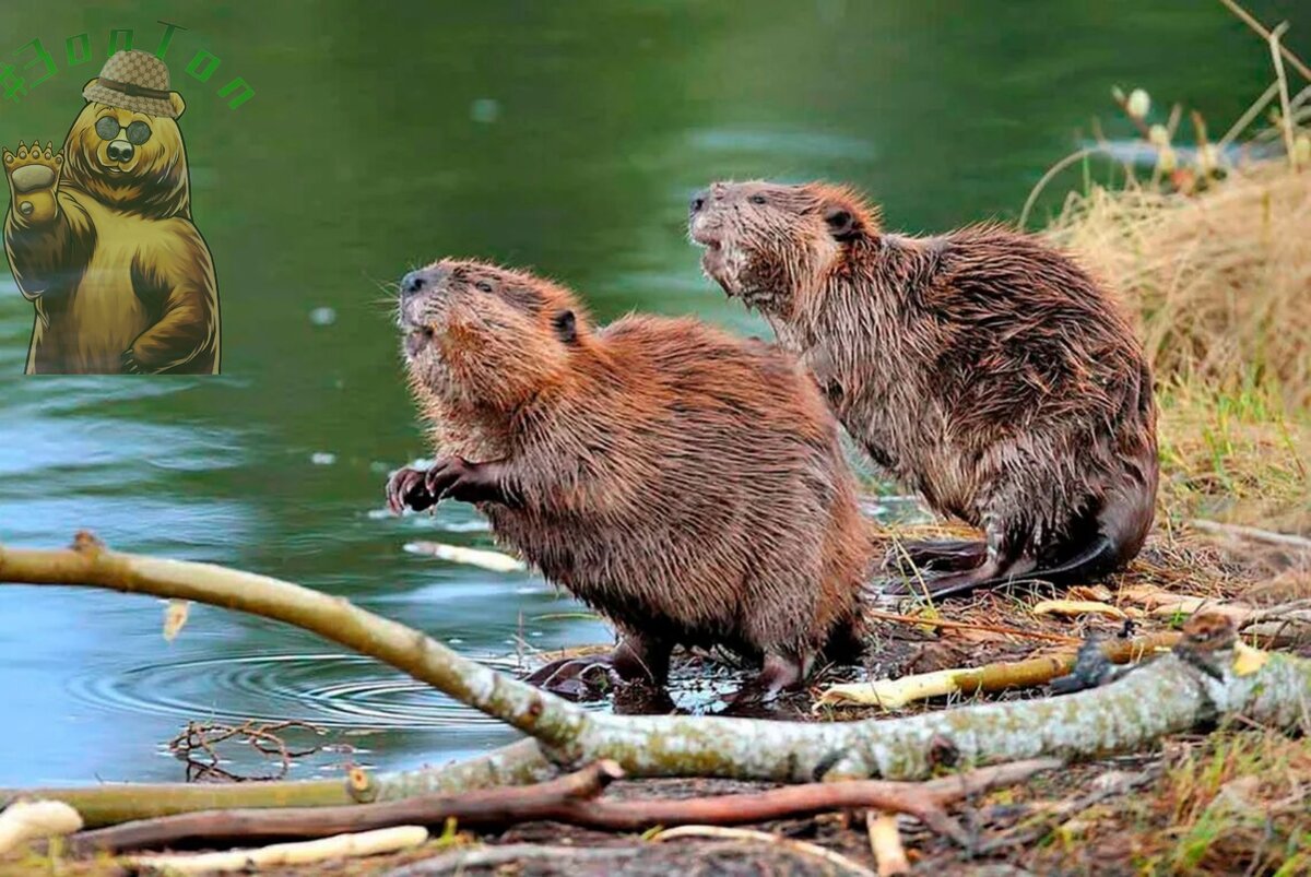 Бобры брусника. Канадский Бобр (Castor canadensis). Плотина ондатры. Бобр Речной обыкновенный. Выдра и ондатра.