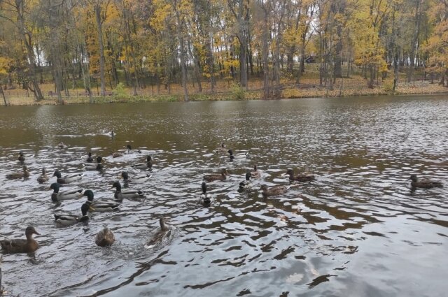    Фото: АиФ в Туле/ Алексей Мурат