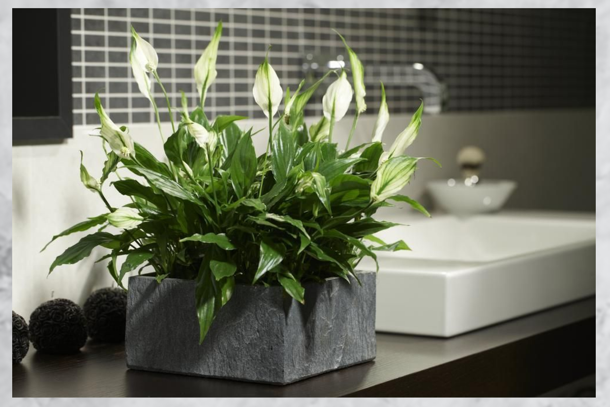 живые растения комнатные. фитодизайн папоротник. живые растения комнатные. комнатные цветы в интерьере. спатифиллум микс.