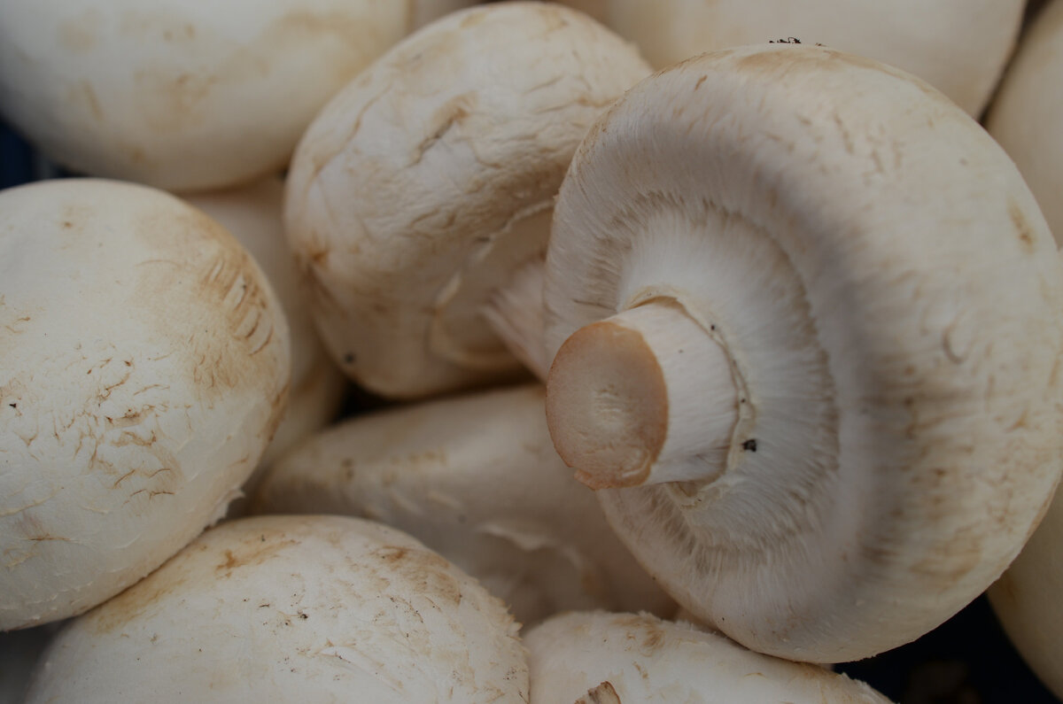 Шампиньон Таблитчатый Agaricus