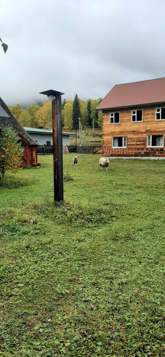 Виновники моего раннего подъёма 