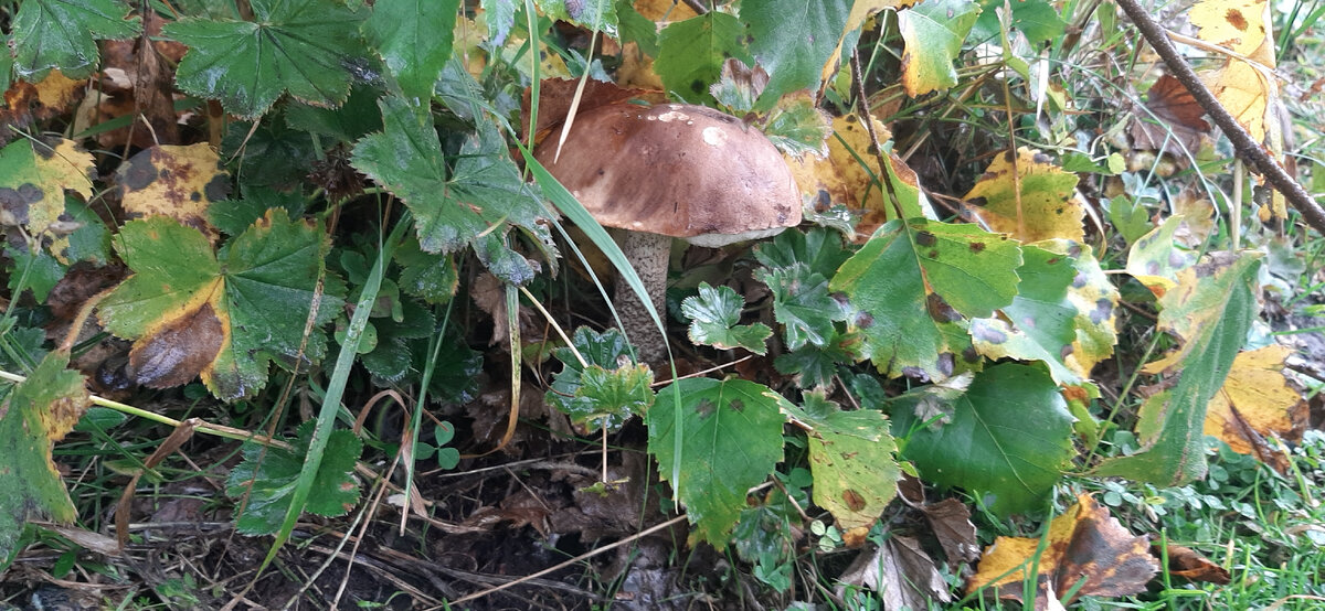 Пошла за водой для чайника и приметила грибок