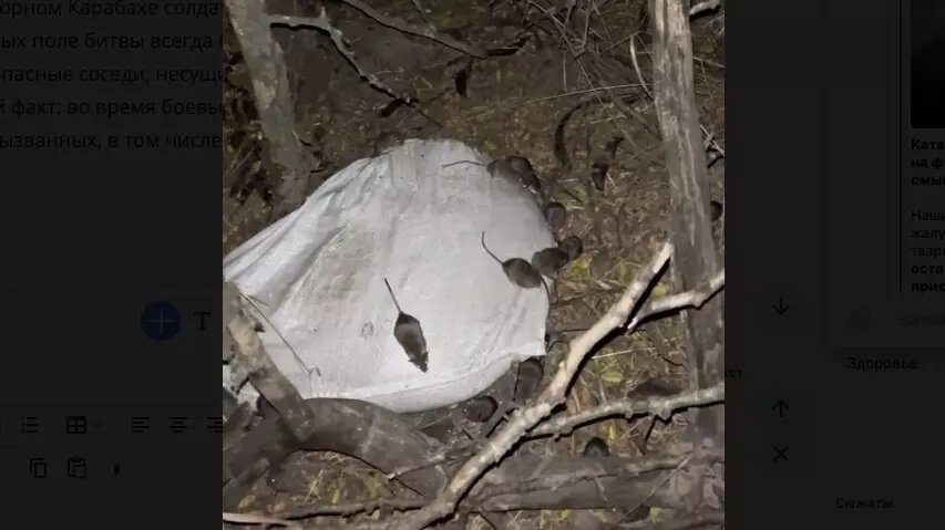     С наступлением холодов военные с обеих противоборствующих сторон жалуются на нашествие мышей и крыс в окопах и местах расположения частей. Грызуны сжирают все, до чего могут добраться — еду, рюкзаки, амуницию, берцы… Как бороться с этой бедой?