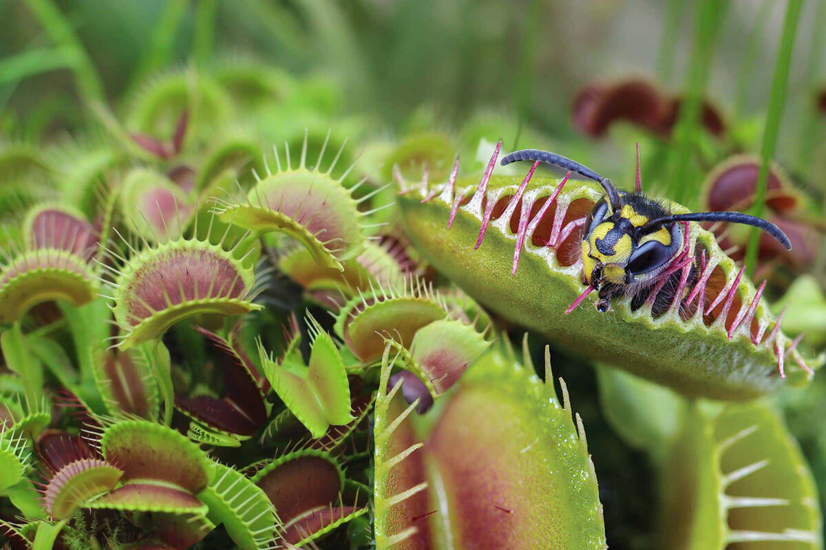 Растение венерина мухоловка