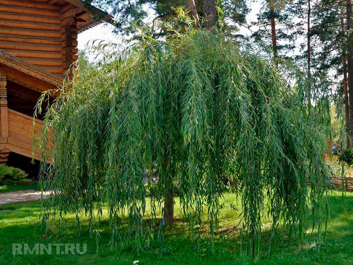 ива желтая плакучая. ива цельнолистная пендула. можно ли сажать иву. ива гибридная плакучий гном. можно ли сажать иву.