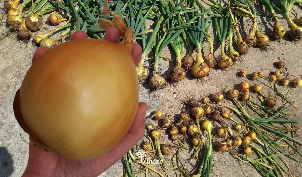 Рука на фотографии - моя.