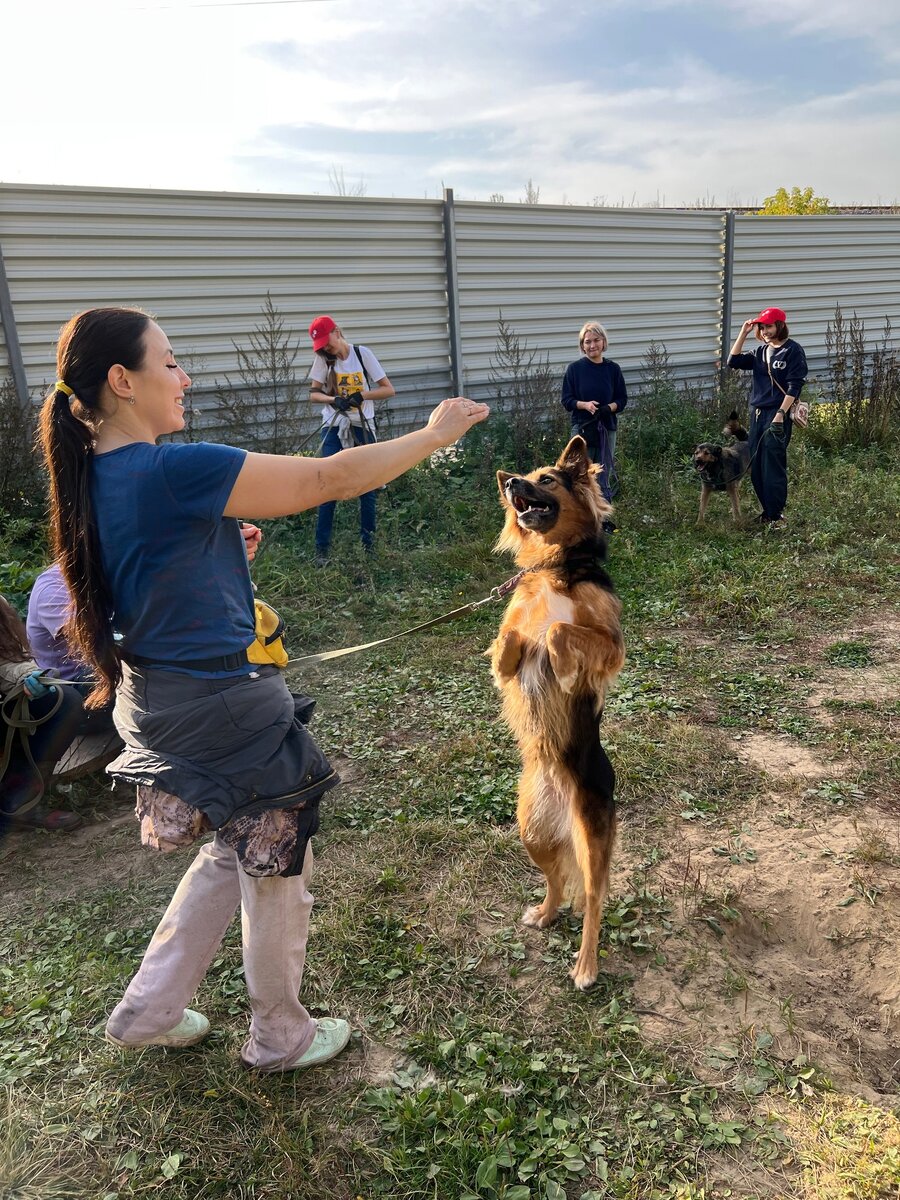 Собачки всегда рады, когда выдаётся возможность получить тепло и ласку человека, покушать вкусняшек и вдоволь набегаться. Собаки в приюте не избалованы вниманием человека и потому сами очень тянутся к людям.