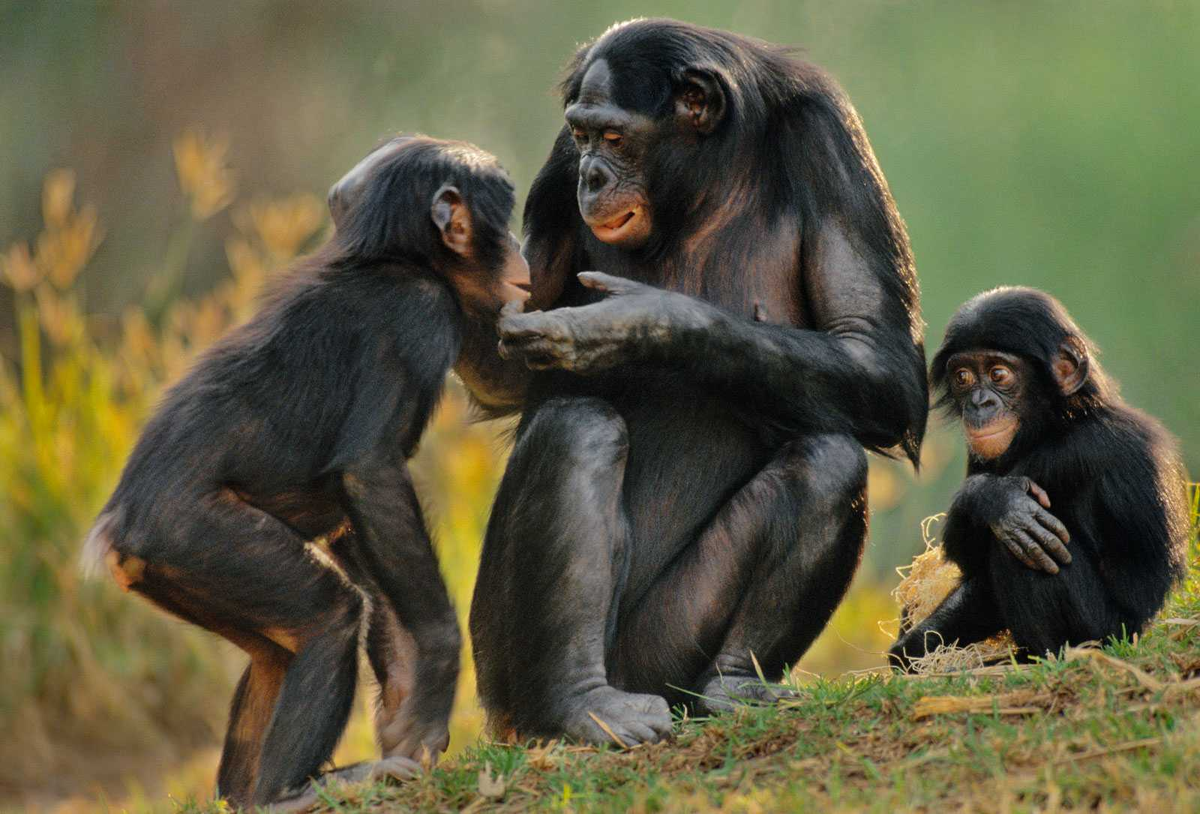 Жизнь дикой природы размножение. Бонобо обезьяна. Bonobo шимпанзе. Бонобо человекообразные обезьяны. Бонобо спаривание.