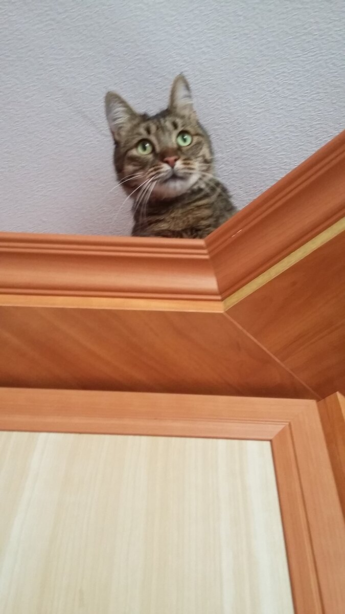 Вершина шкафа покорена!