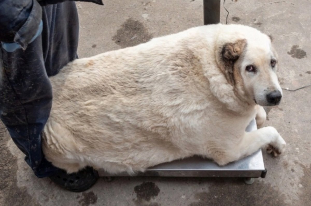    В Нижнем Новгороде нашли бездомного пса, который весит 100 кг