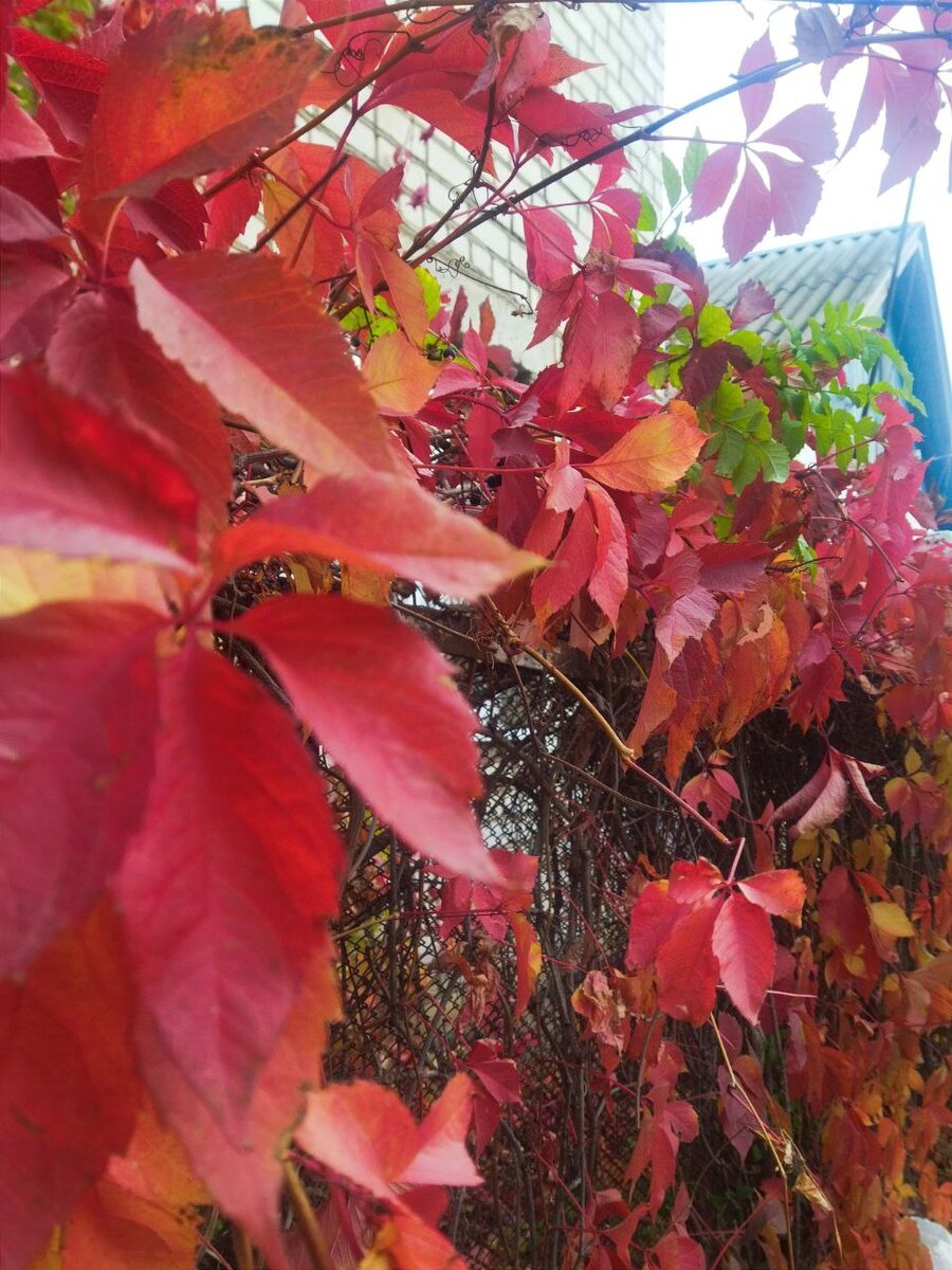 Краски осени они такие!