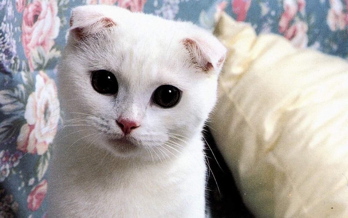 британская шиншилла коби. кошки с круглыми ушами. британская шиншилла уоби. самый белый кот. белая британская шиншилла коби.