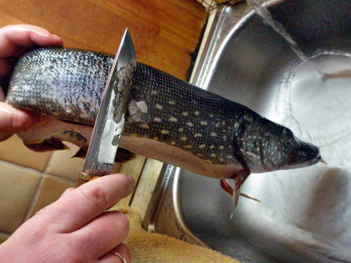 Тщательно чистим щуку от чешуи