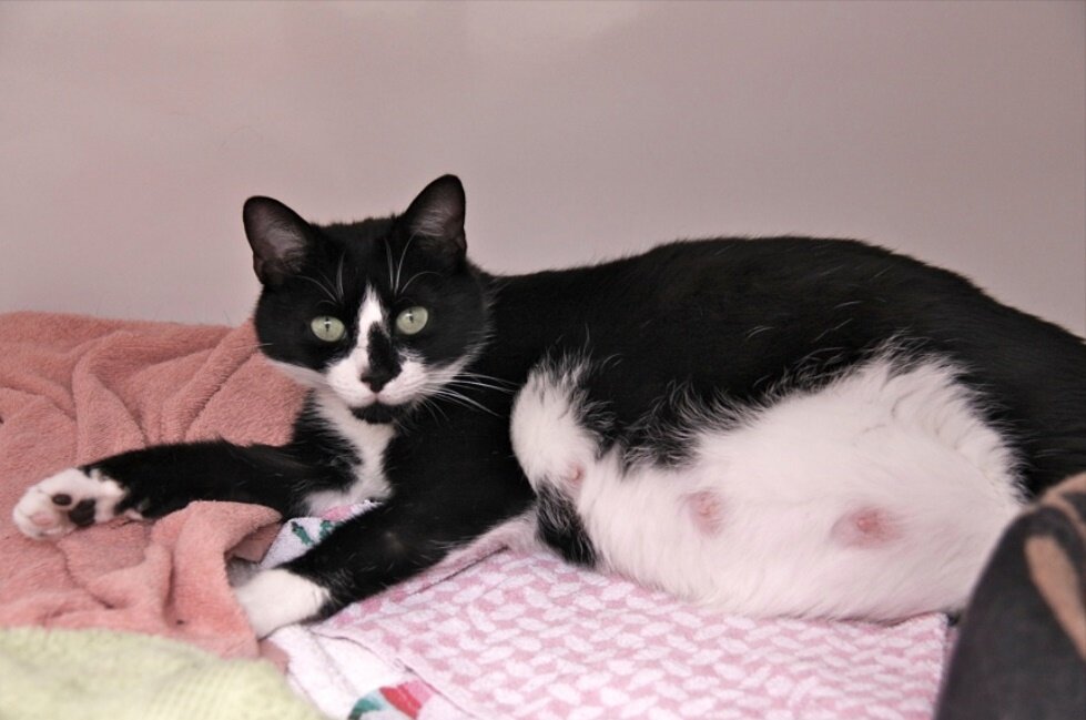 Беременная кошечка