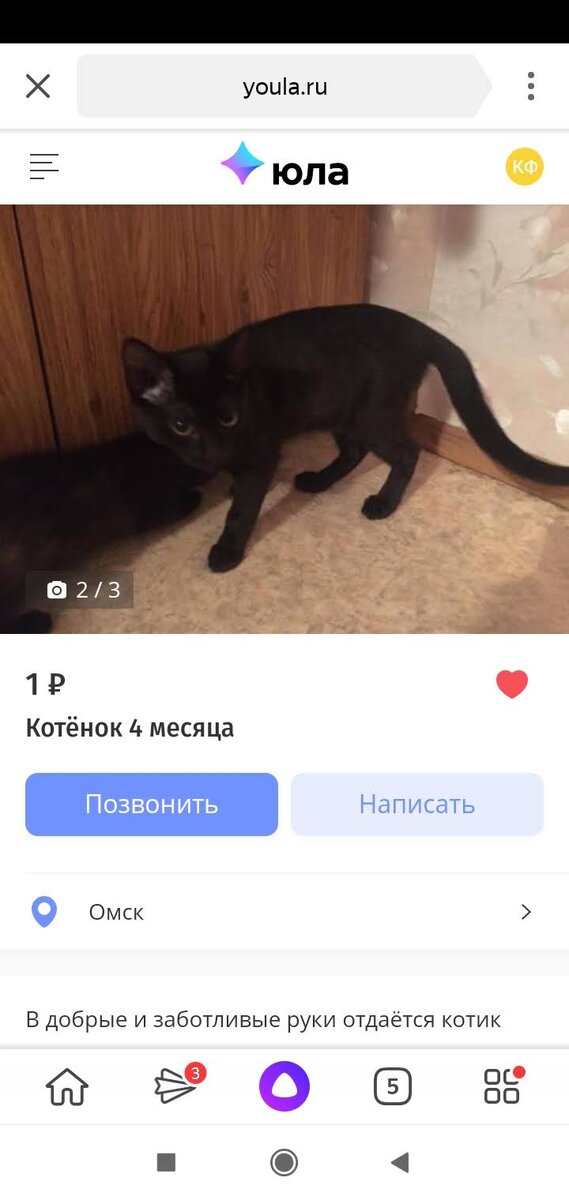 Кот Тихон.