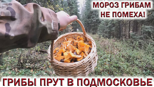 ❄МОРОЗ ГРИБАМ не ПОМЕХА!🍄ГРИБЫ ПРУТ в ПОДМОСКОВЬЕ в конце ОКТЯБРЯ 2023👉ЛИСИЧКИ, ОПЯТА, ВЁШЕНКА, ЕЖОВИК.🌲🍄🌳