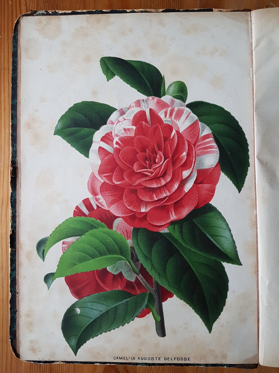 Одна из иллюстраций Вестника садовода