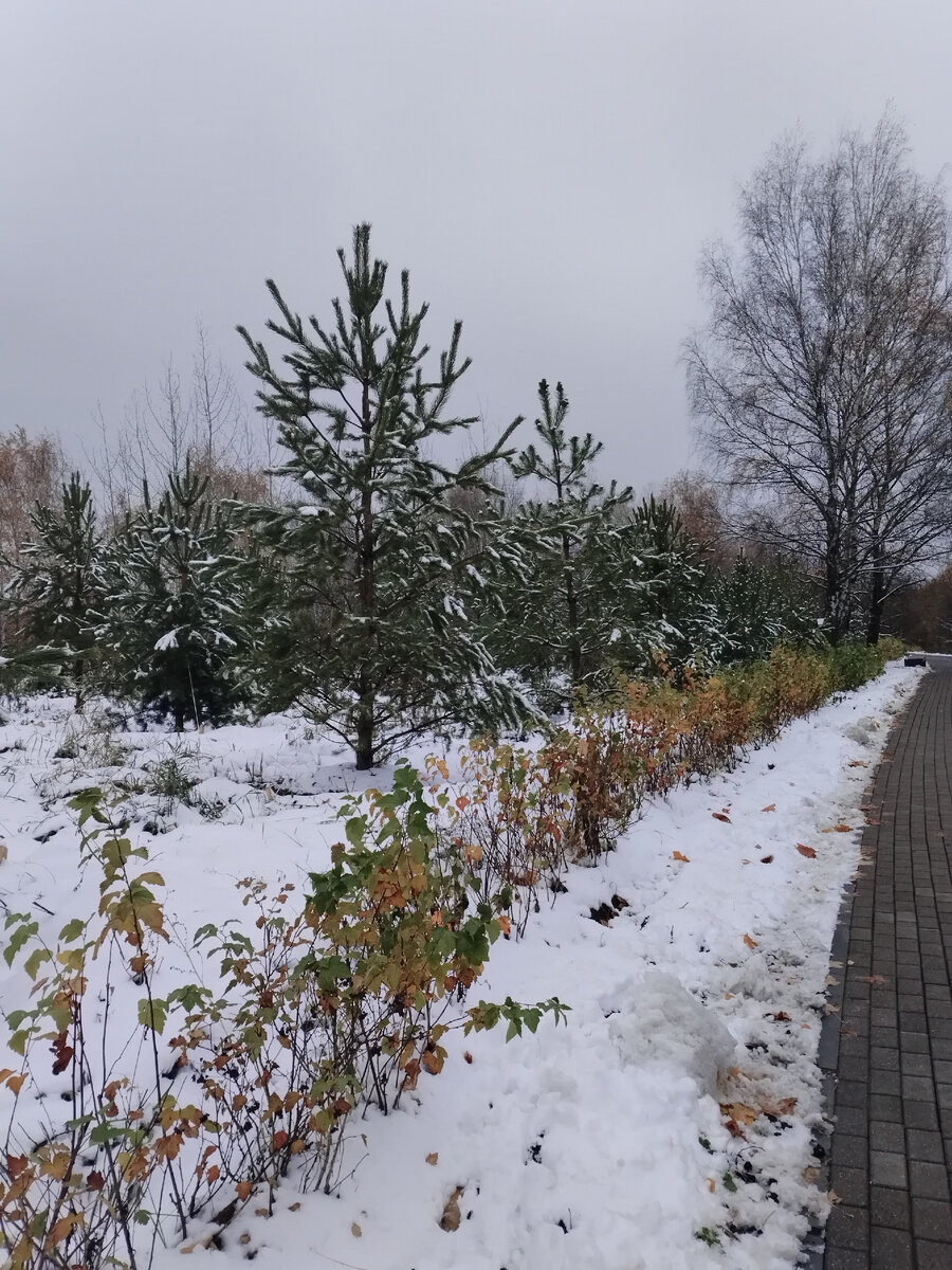 Беговая дорожка в парке Звезд и молоденькие сосенки