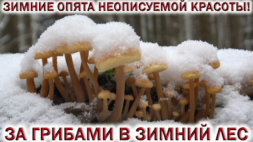 🍄ЗА ГРИБАМИ в ЗИМНИЙ❄ ЛЕС.👉ЗИМНИЕ ОПЯТА НЕОПИСУЕМОЙ КРАСОТЫ!!! Грибы 2023🌳🌲