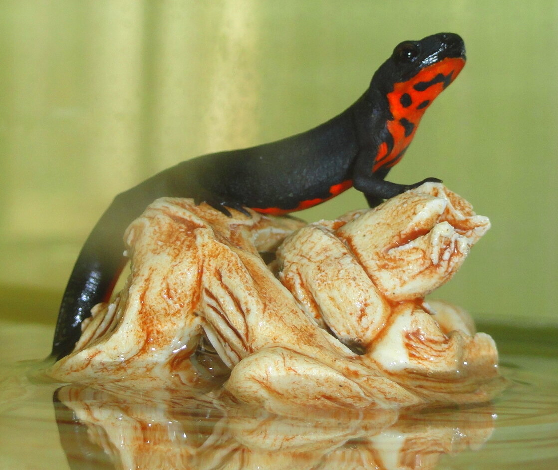 Условия содержания