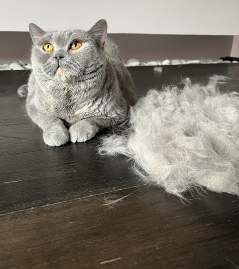 Маленькие хитрости, которые помогут вычесать кота.