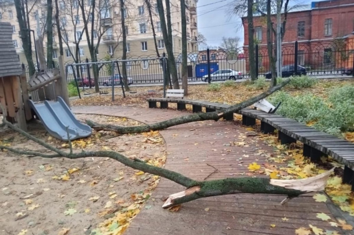    Сильный ветер повалил деревья в воронежских парках и скверах