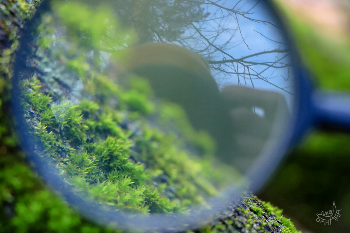 Мох под прицелом лупы и зеркалки