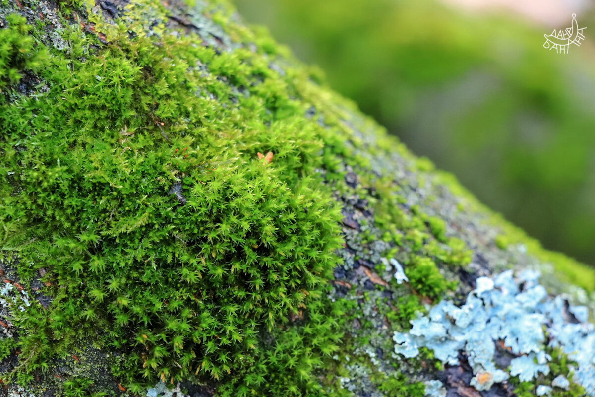 Так лишайниковые сгустки выглядят издалека