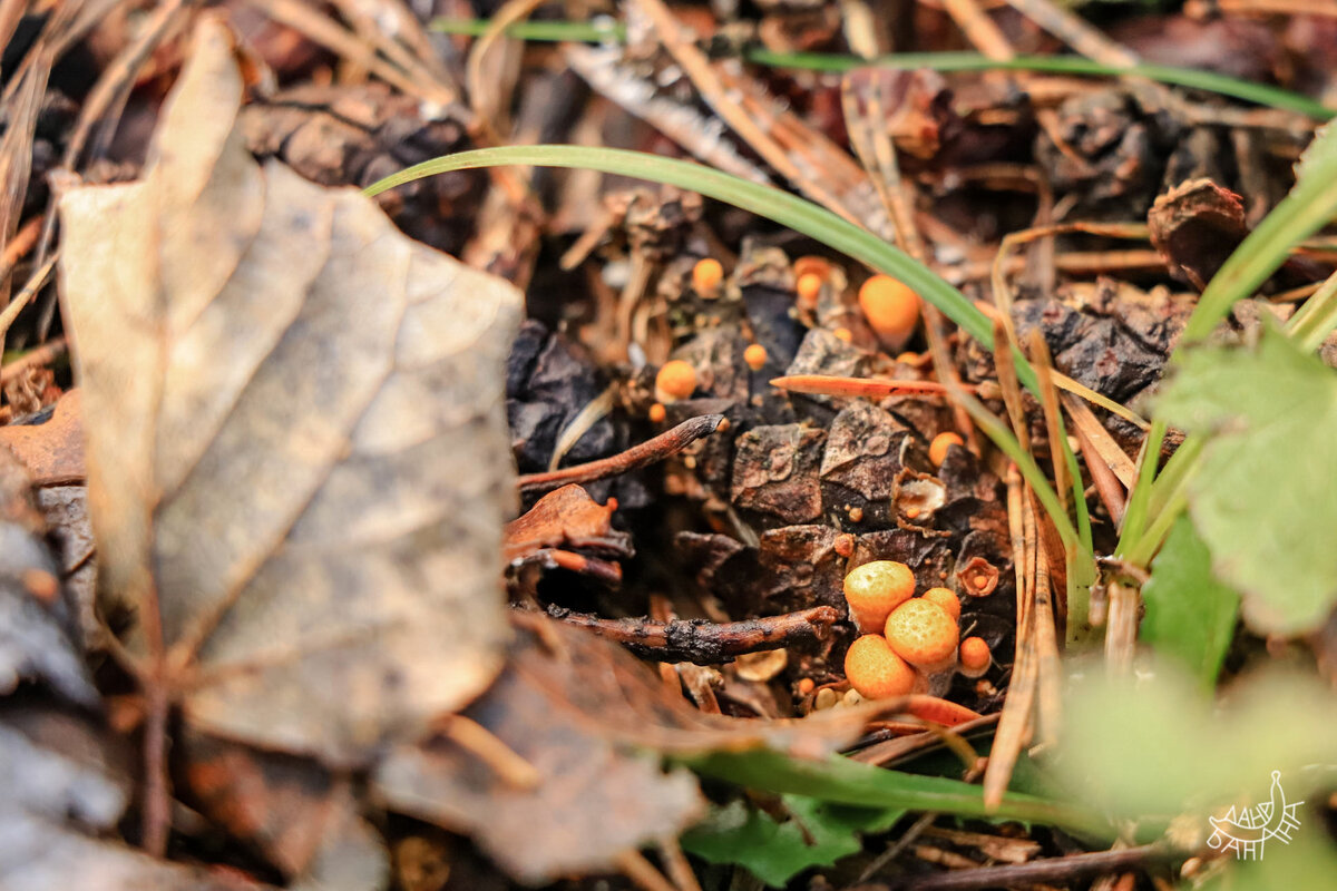 В лесу прорастает всё; огрибнились даже шишка...