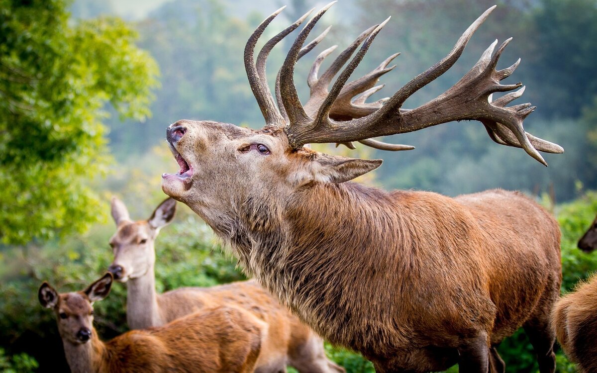 Благородный олень. Гон. Фото из Интеренета