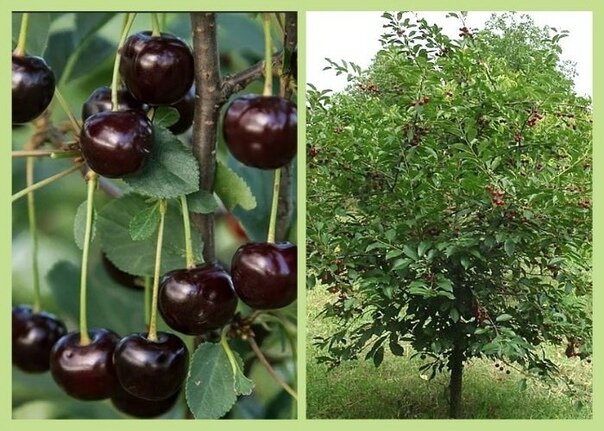 фотка из Интернета