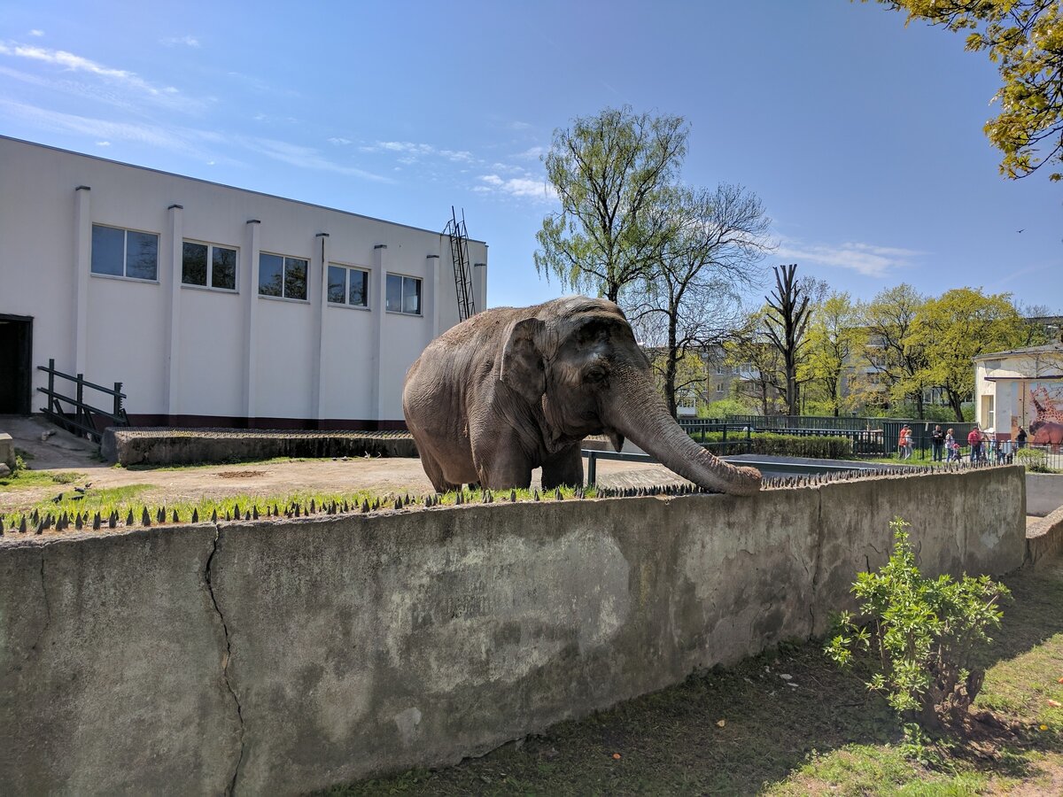 Калининград — удивительный город, который не только привлекает взрослых своей историей и культурными достопримечательностями.