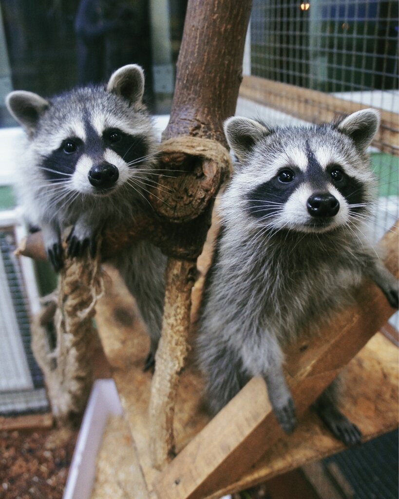 Калининград — удивительный город, который не только привлекает взрослых своей историей и культурными достопримечательностями.-8