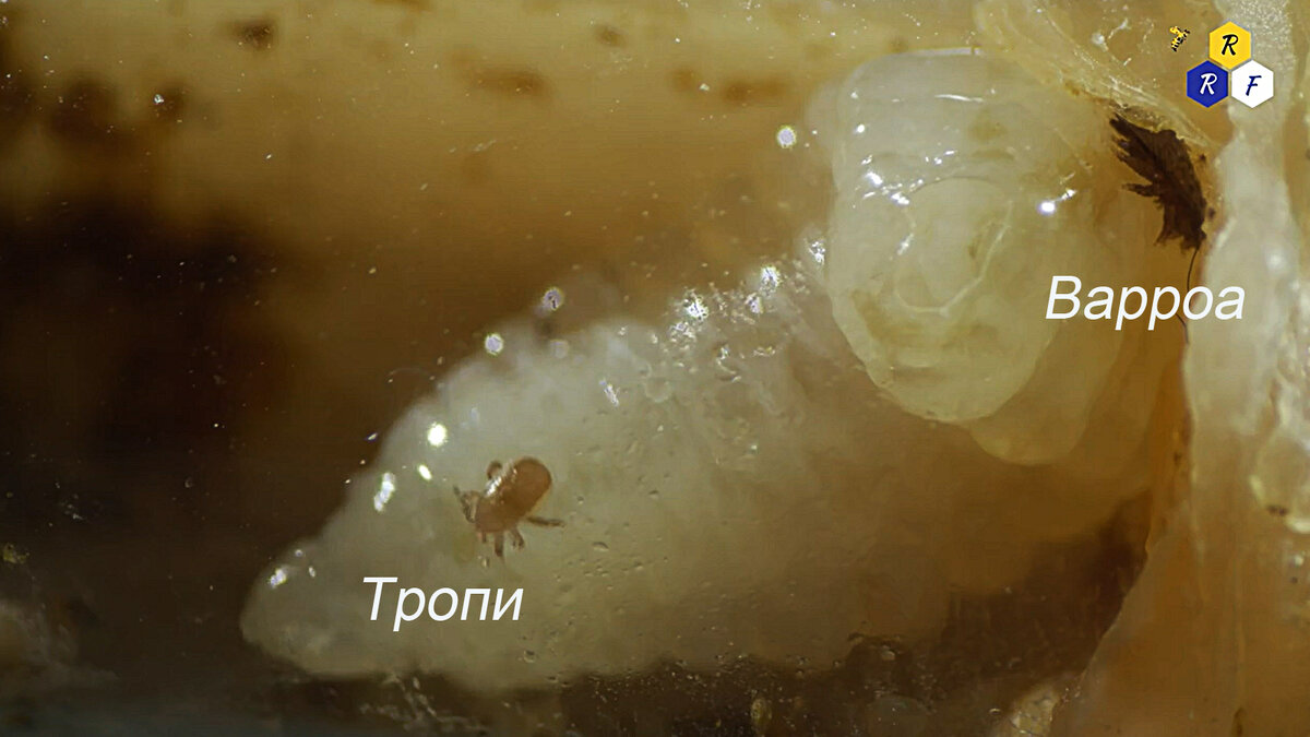 Тропилелапсоз пчел. Пчелиный клещ ТРОПИЛЕЛАПСОЗ. ТРОПИЛЕЛАПСОЗ пчел фото.