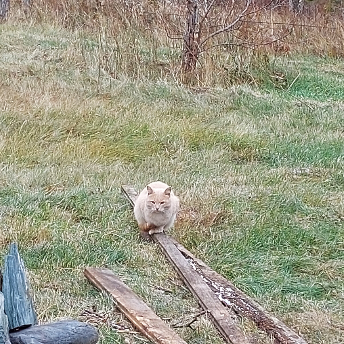 Соседский упитанный кот. Постоянно ходит на охоту на наш участок. А и пусть охотится...