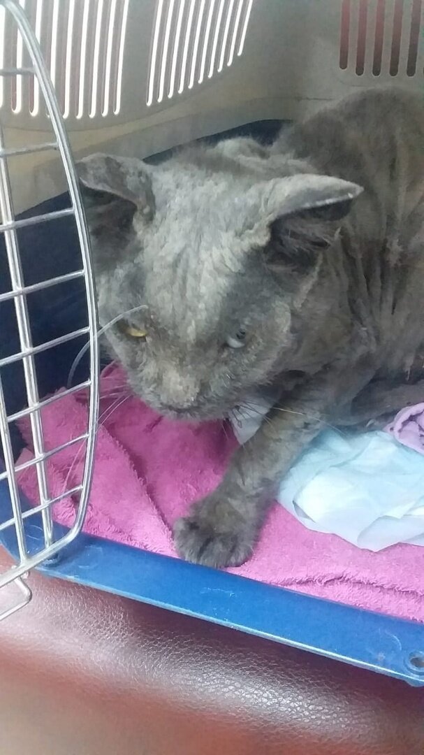 Рафик приехал в ветклинику Бэст