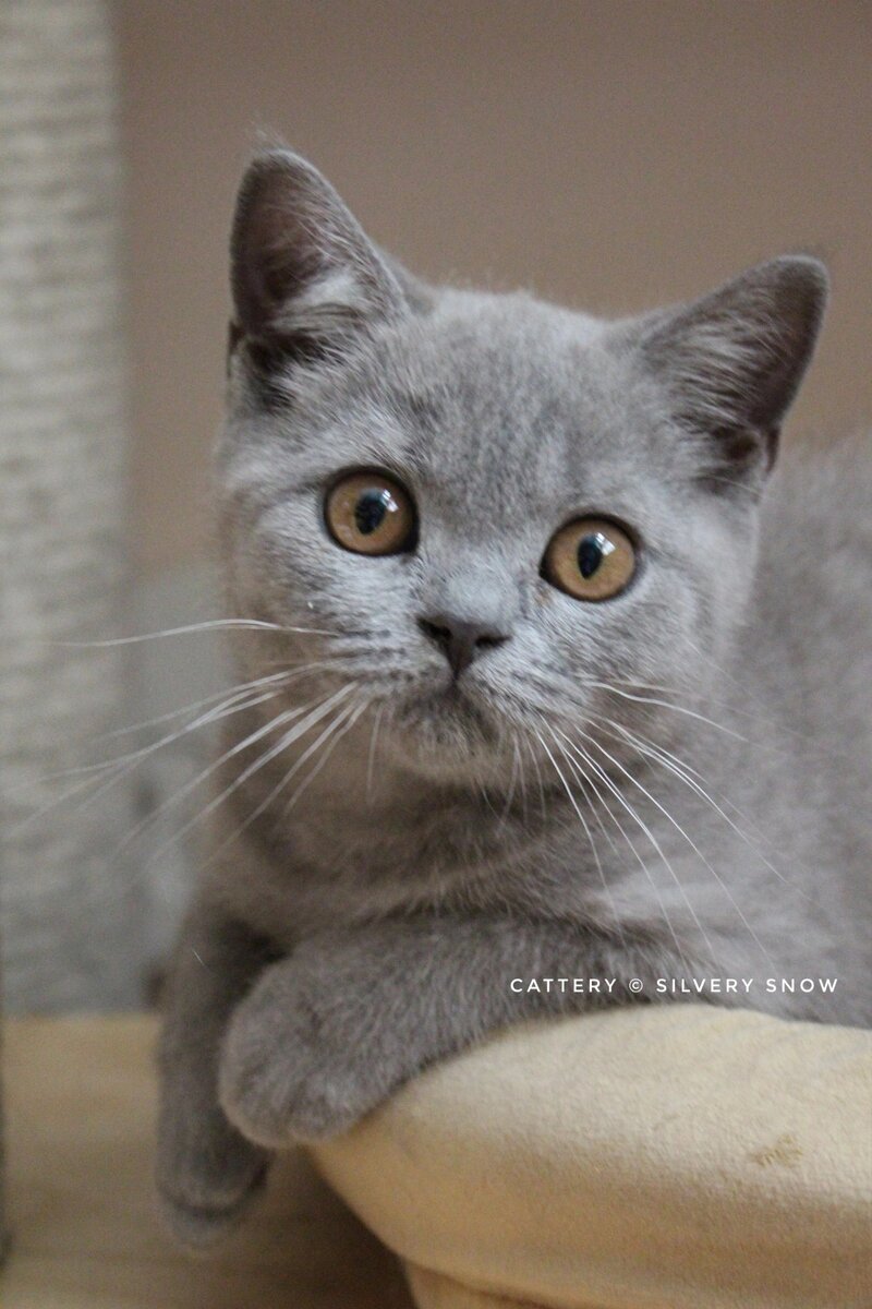 Фото британского котенка из питомника британских кошек Silvery Snow Москва
