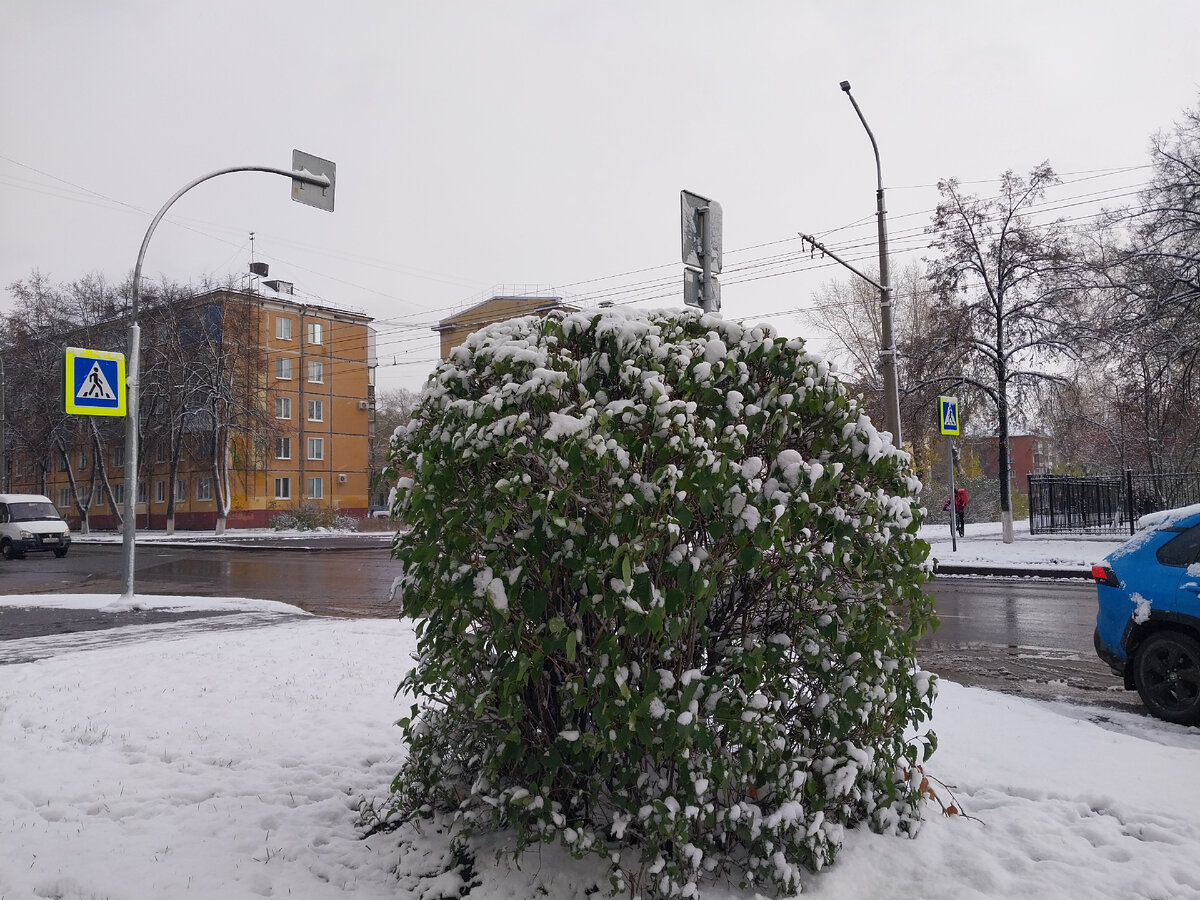 Ложился на зелёные ещё кусты