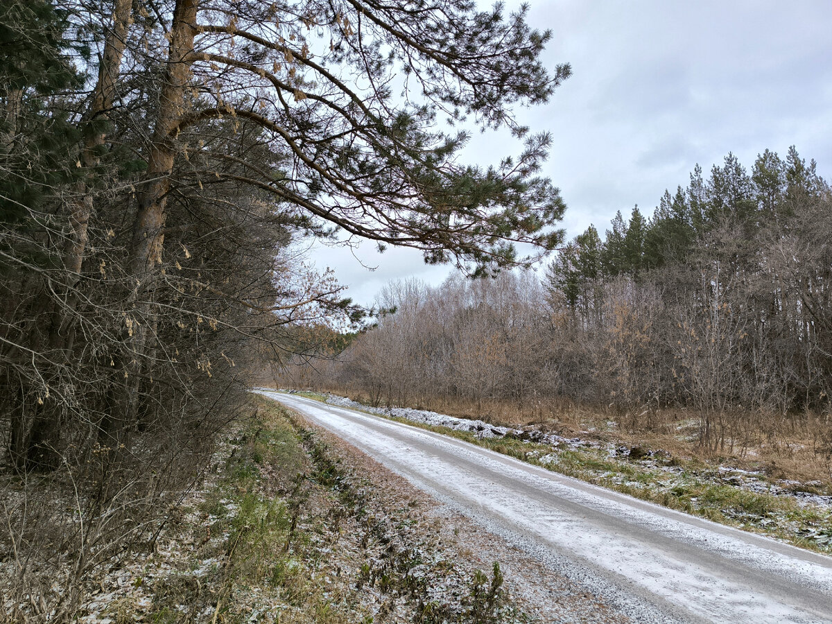 Приехал в старые сосновые посадки