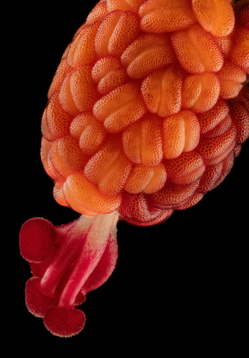 Что находится внутри растения File:Dissected Lithops 0133 (3137859955)(cropped).JPG Wikipedia