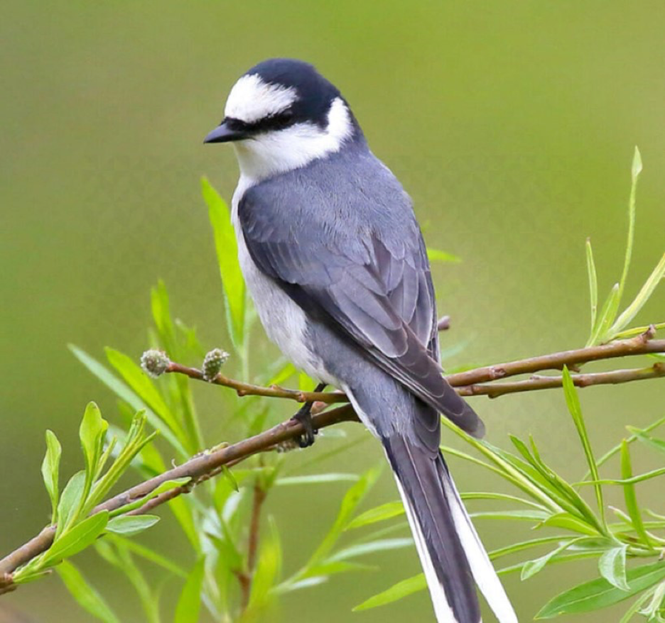 Серый личинкоед. Личинкоед серый (Pericrocotus divaricatus). Птица. Птицы фото.