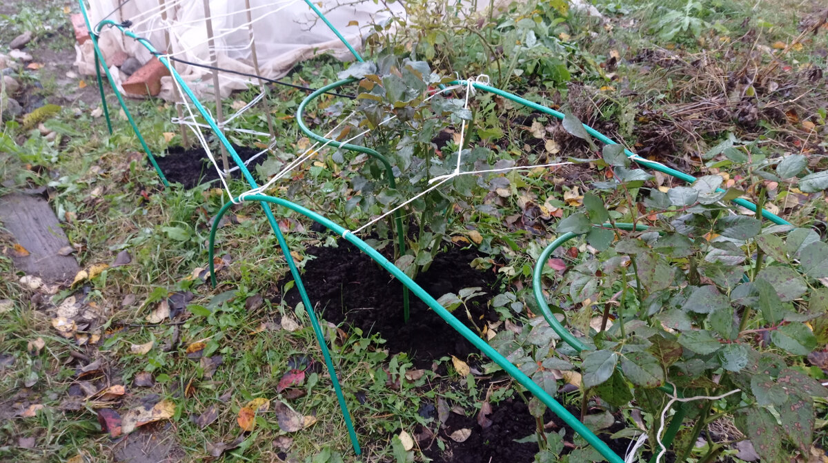 Здесь видно, что розу замульчированы торфом и уже установлены опоры по которым накину укрывной материал